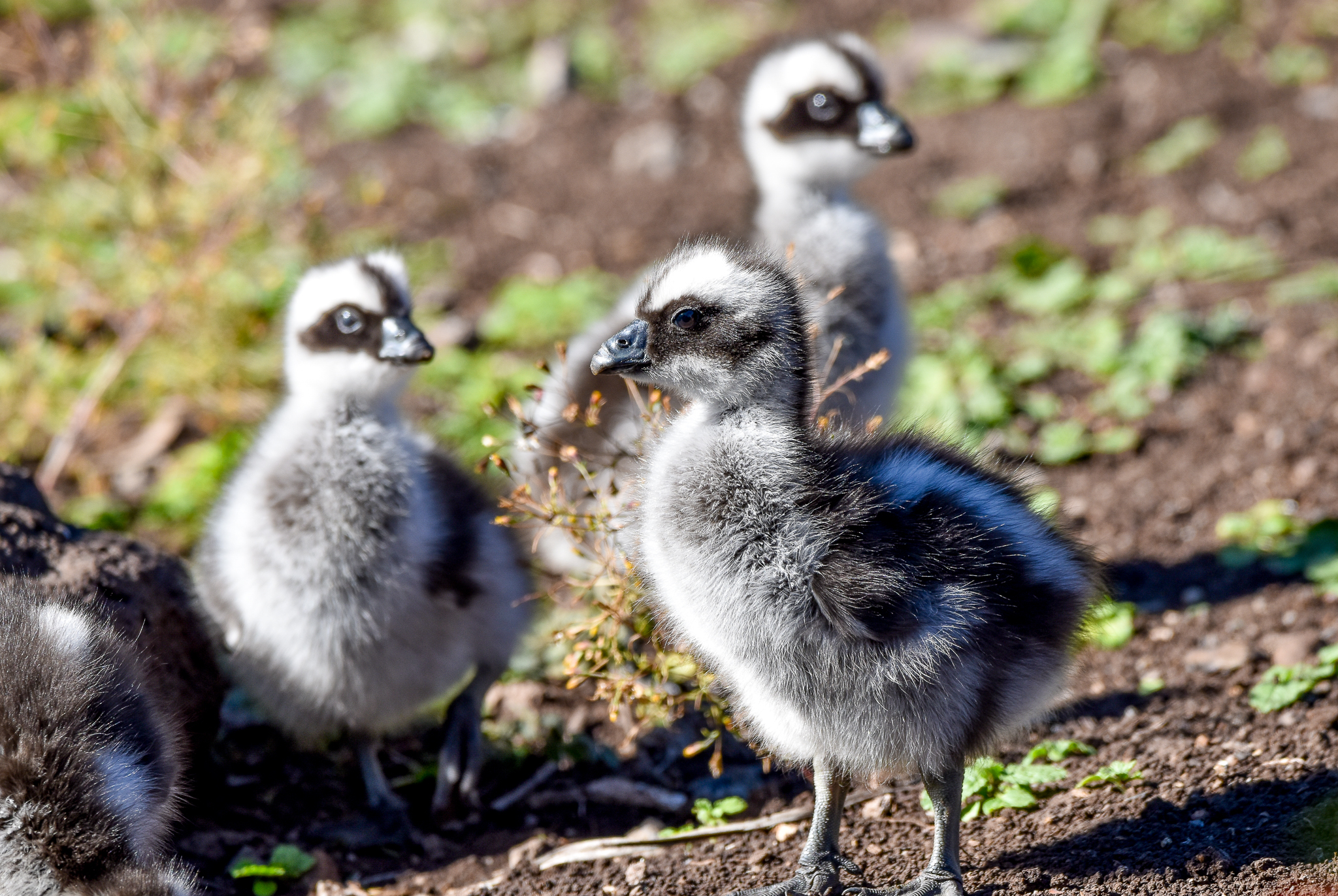 Cape Barren Goslings