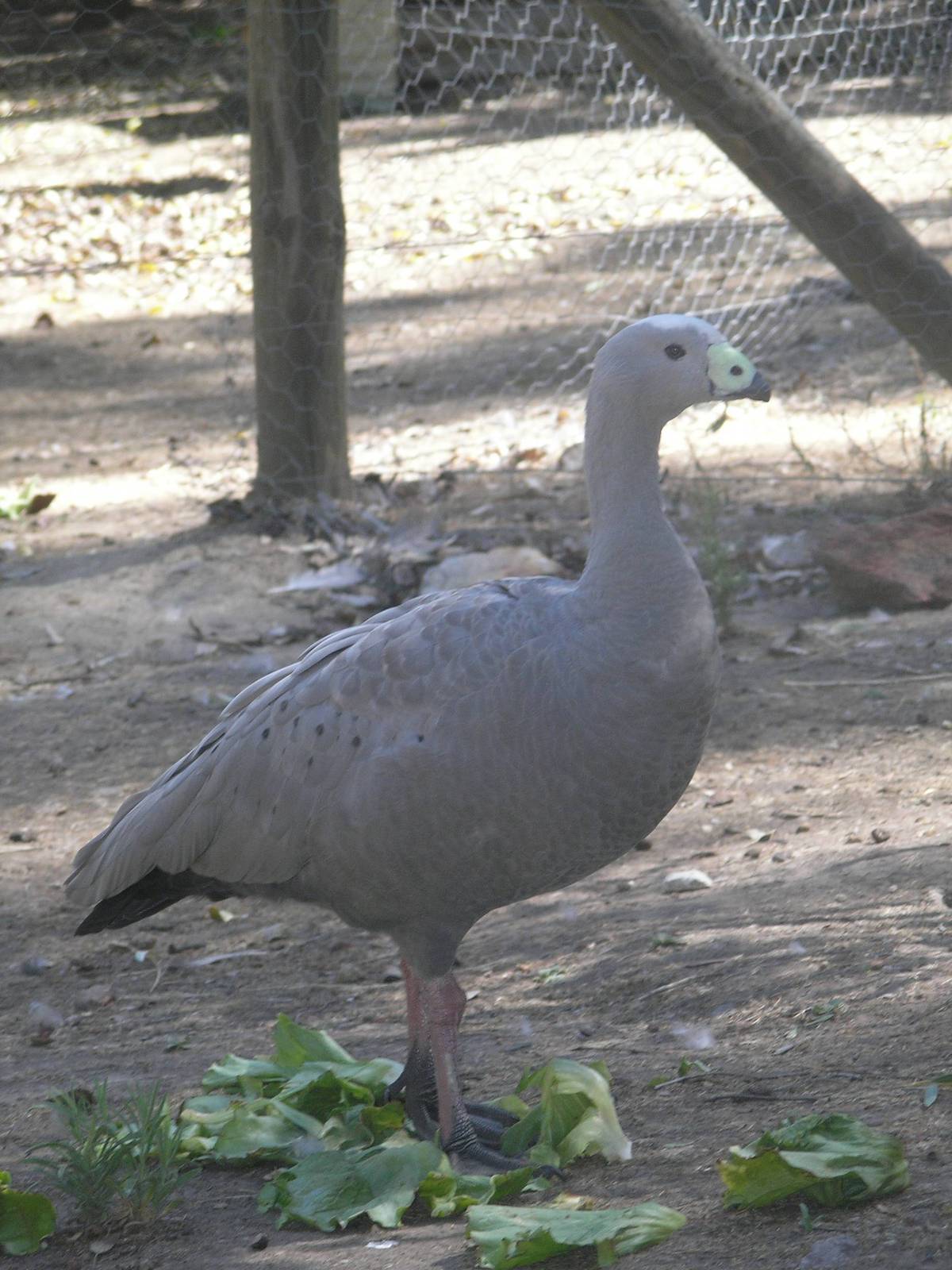 Cape Barren - Humbug Scrub
