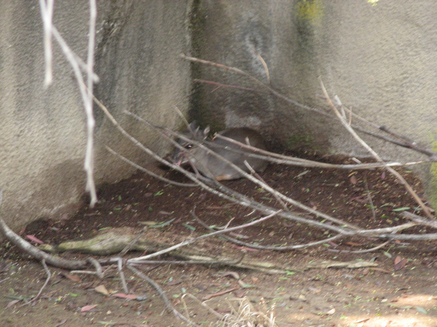 Cape Blue Duiker (2008)