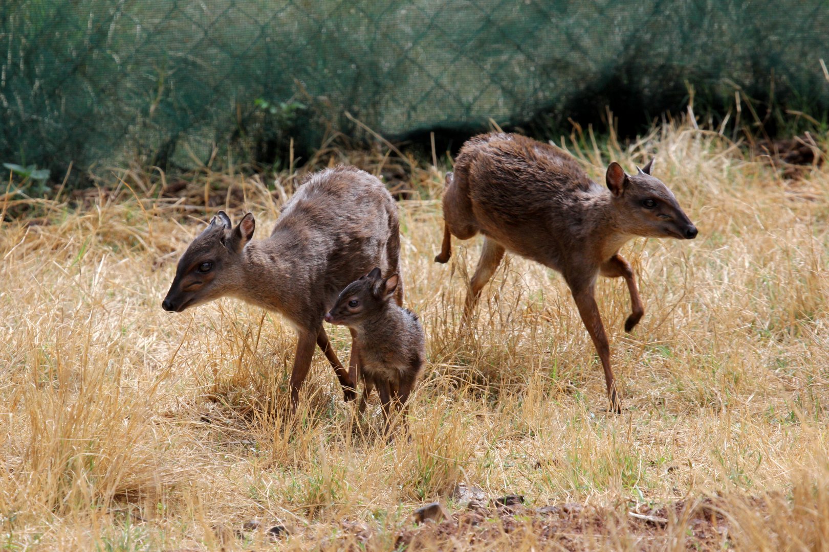 Cape blue duiker (Philantomba monticola monticola) family