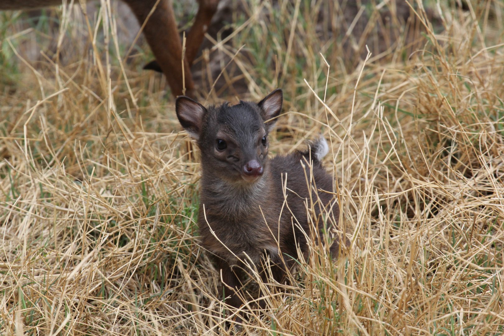 Cape blue duiker (Philantomba monticola monticola) young