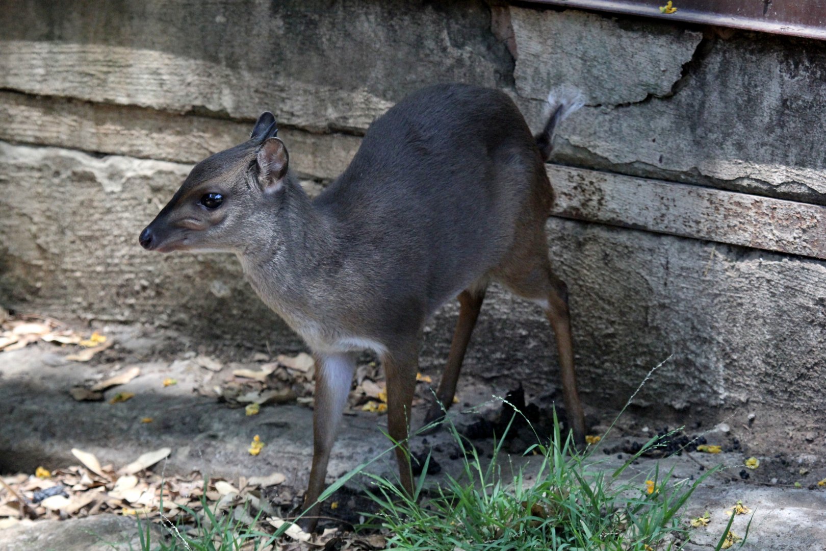 Cape blue duiker (Philantomba monticola monticola)