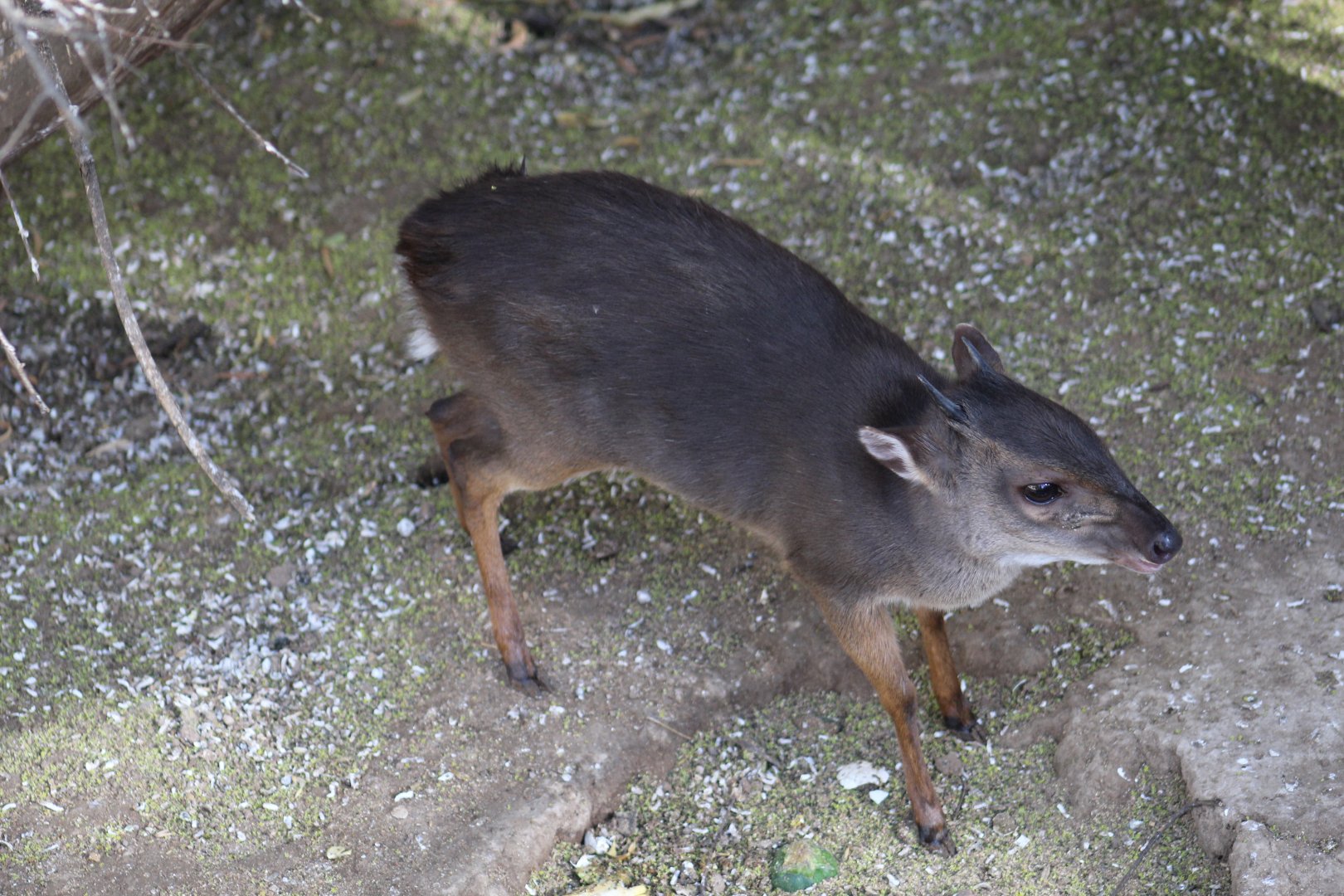Cape Blue Duiker