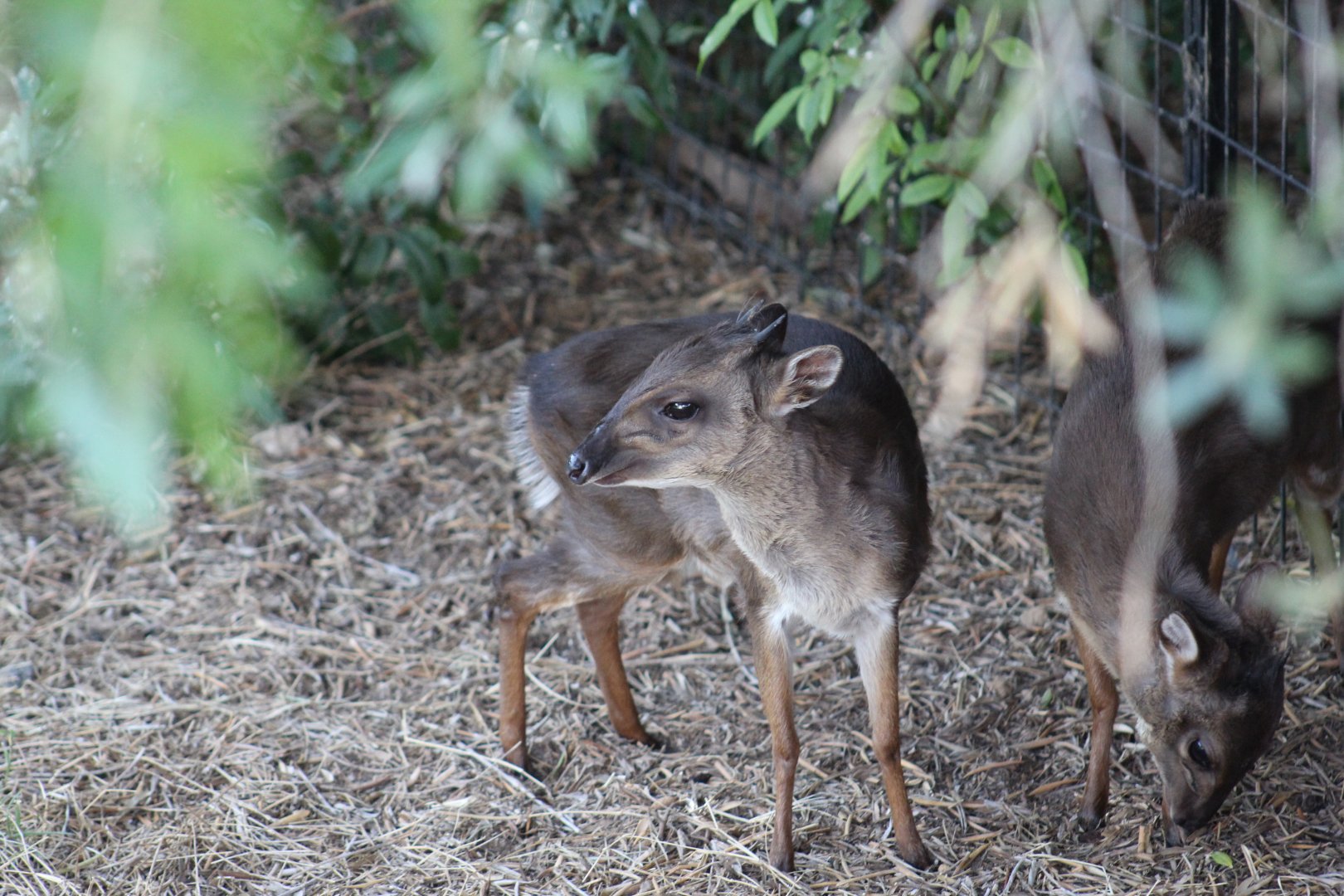 Cape Blue Duiker