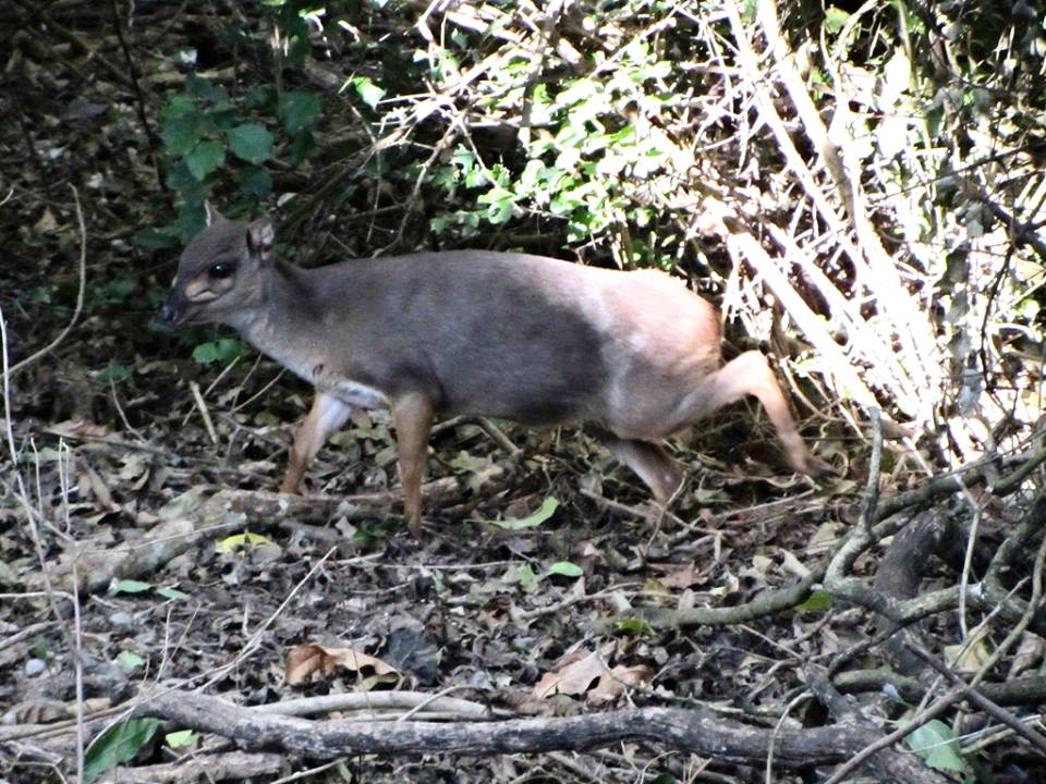 Cape Blue Duiker
