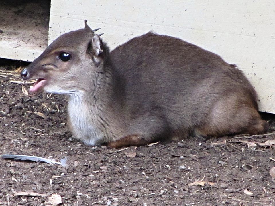 Cape Blue Duiker