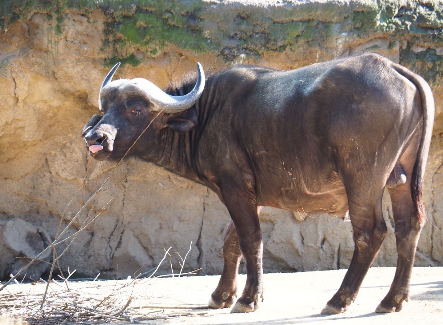 Cape bufallo bull (Syncerus caffer caffer), Feb 27th, 2019