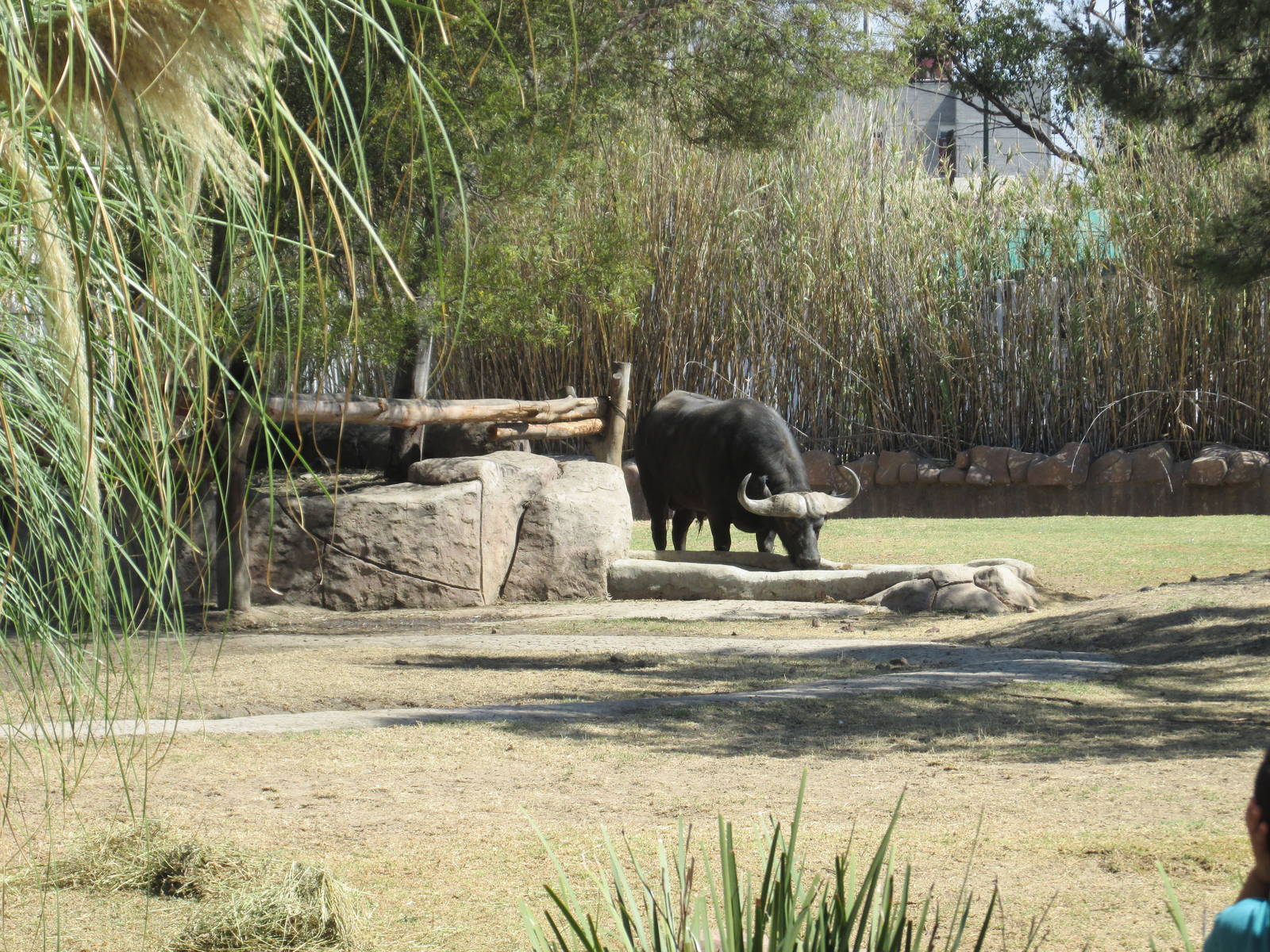 cape bufallo san juan de aragon zoo