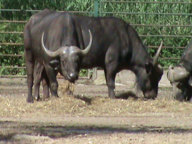cape buffalo 050910