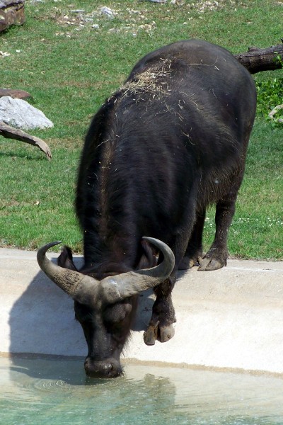 Cape Buffalo 1 -Tulsa