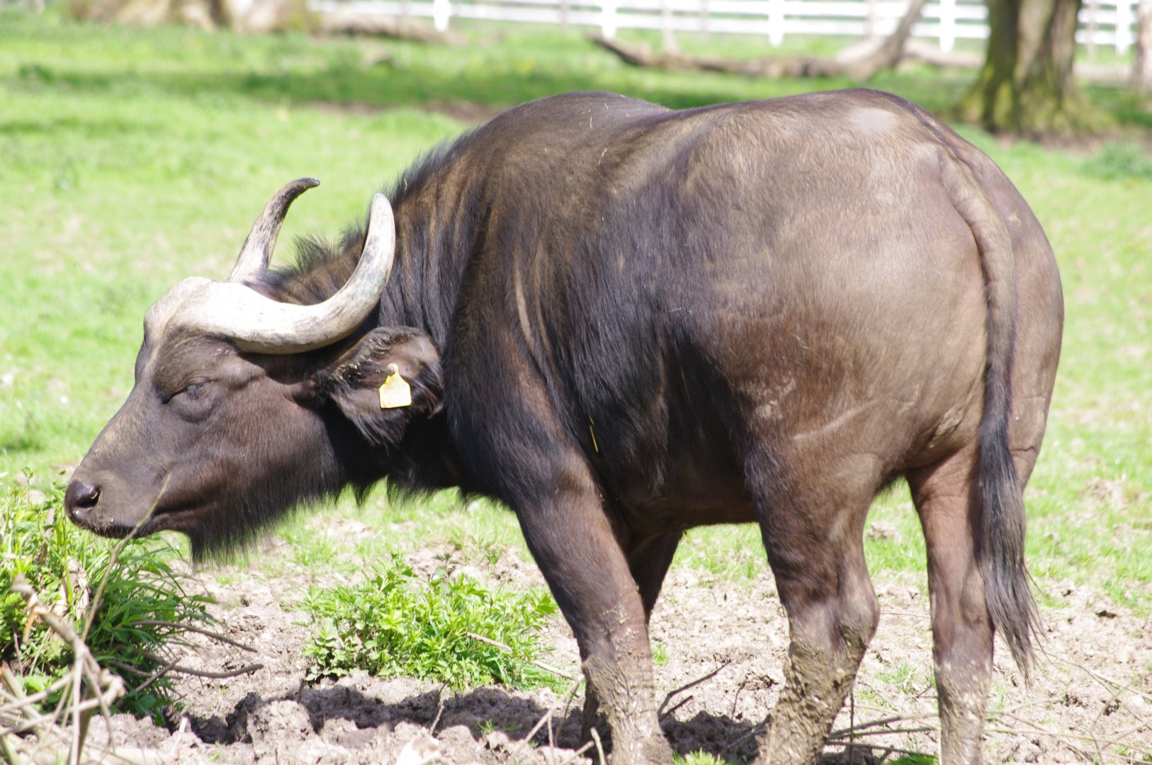 Cape Buffalo- 12/4/2024