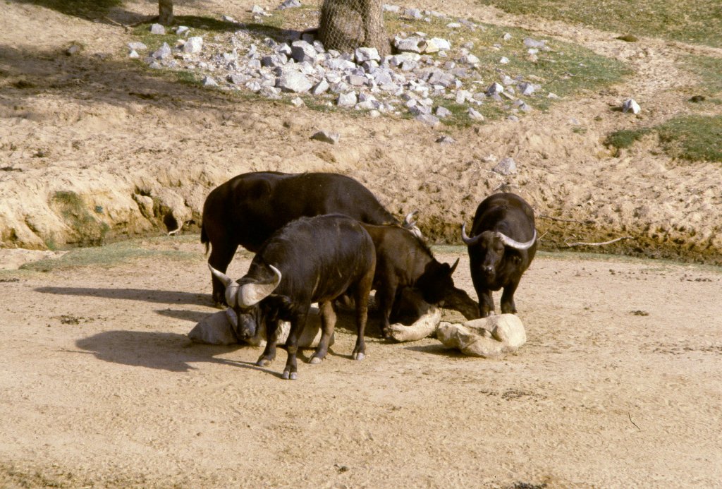 Cape Buffalo - 1981
