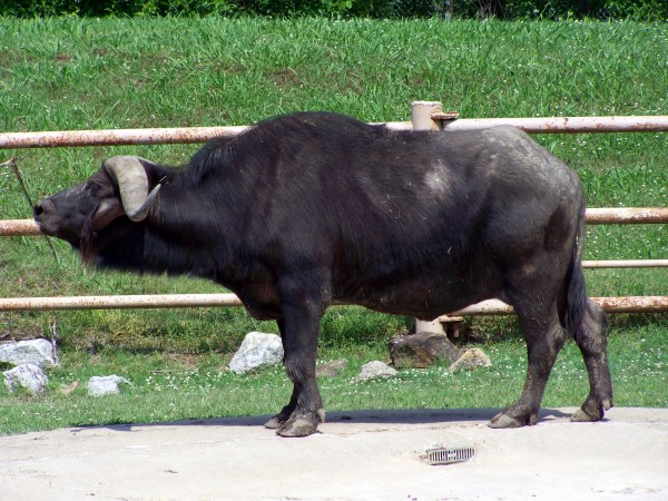 Cape Buffalo 2 - Tulsa