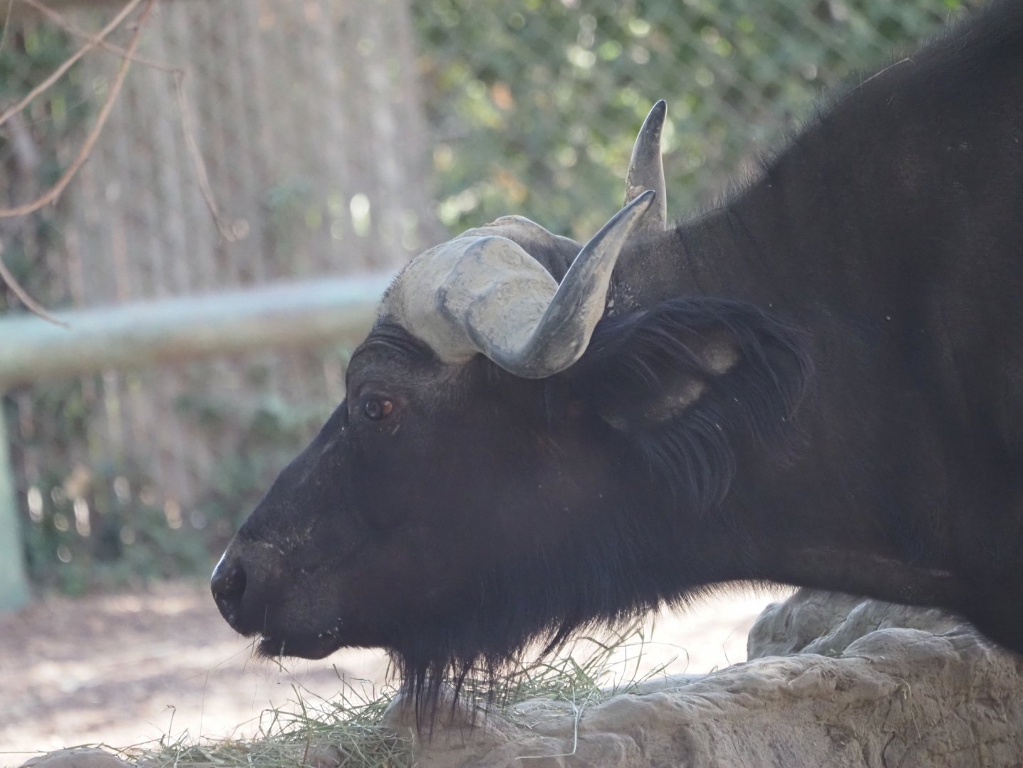 Cape Buffalo 2