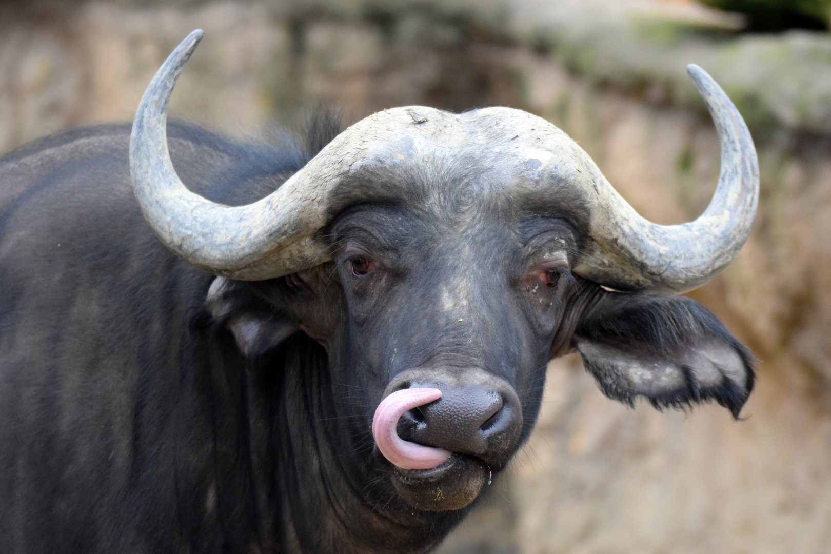 Cape buffalo, 20.10.2019