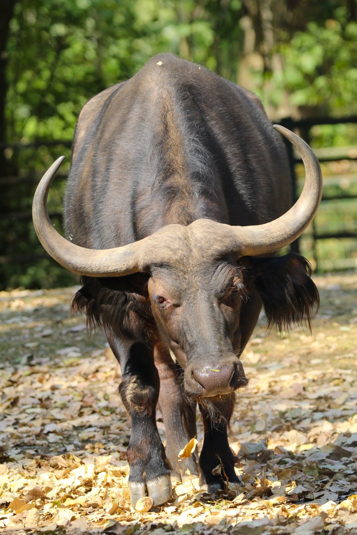Cape Buffalo- 4th September 2024