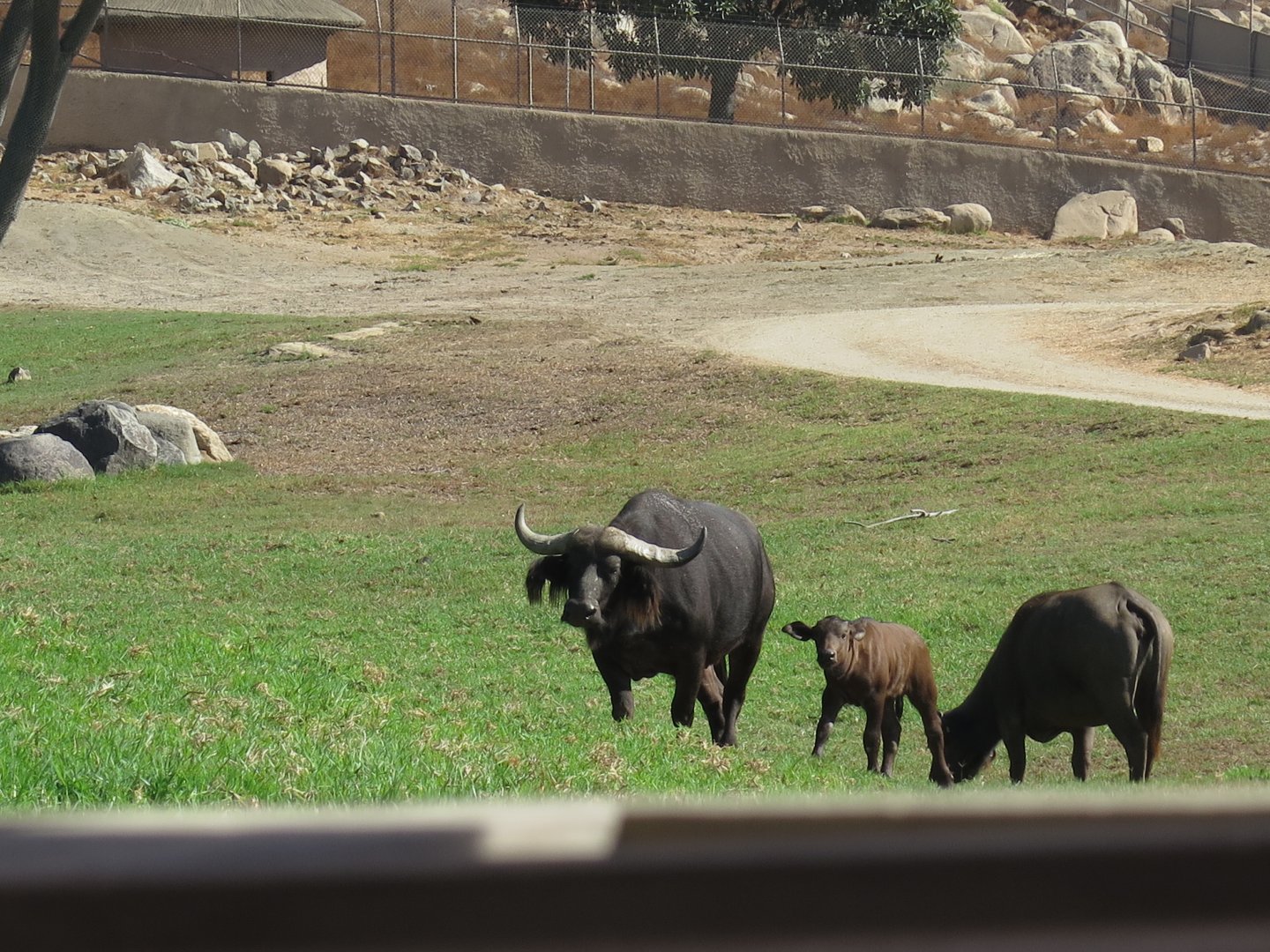 Cape Buffalo(8/23/2024)