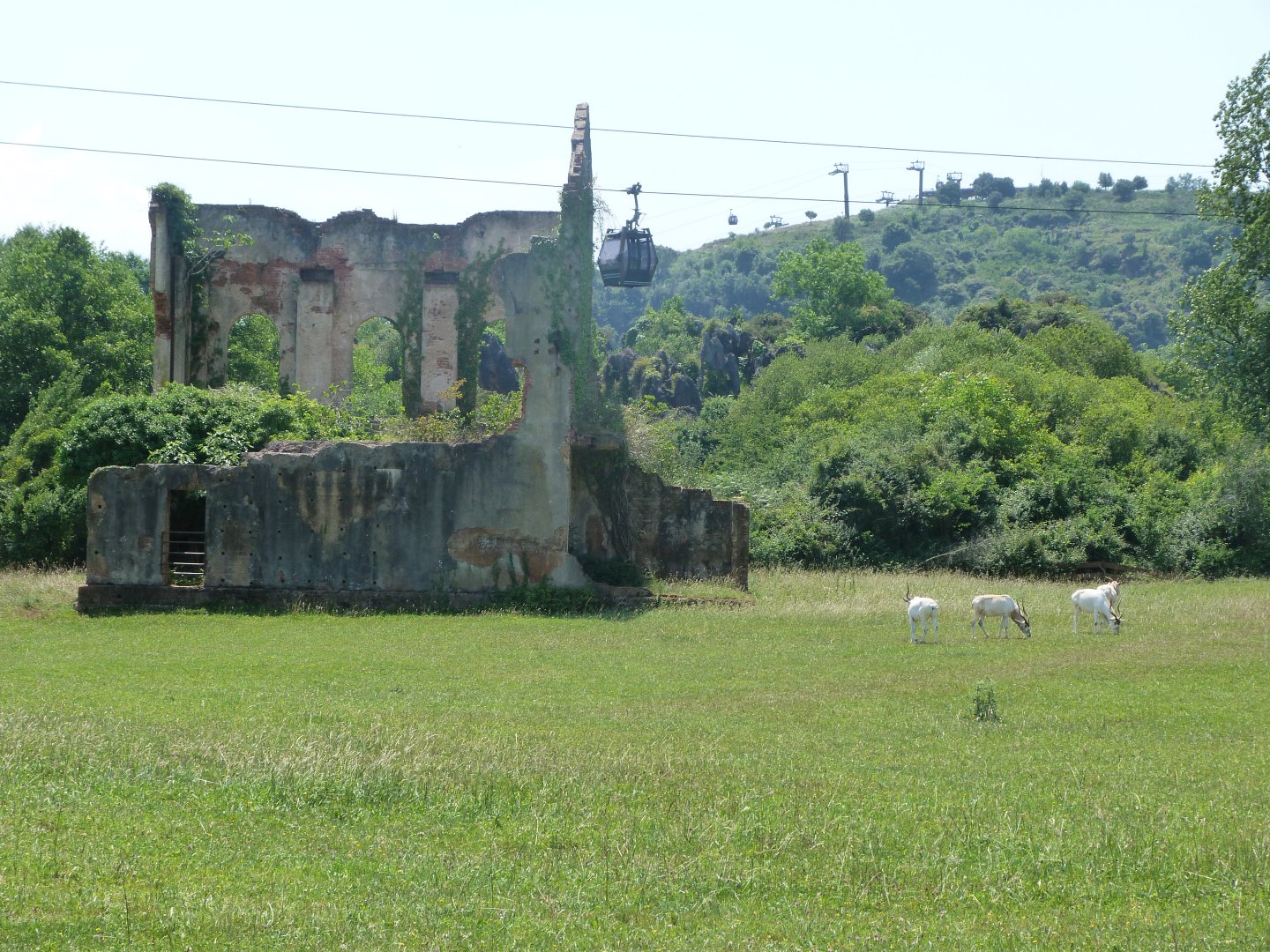 Cape buffalo and Addax exhibit -Parque de la Naturaleza de Cabárceno (2025)