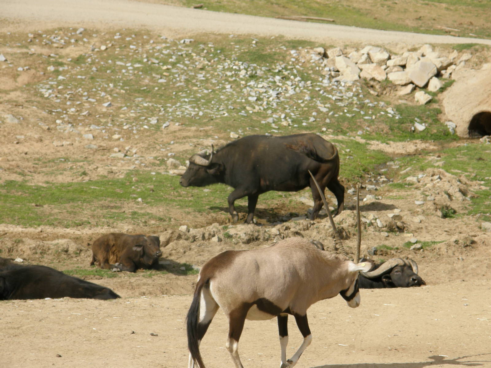 cape buffalo and gemsbok