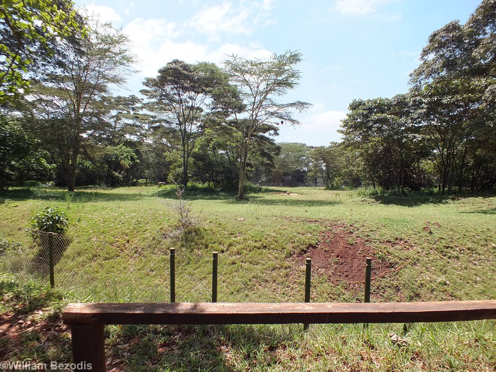 Cape Buffalo (and Tortoise) Enclosure - Nairobi Safari Walk