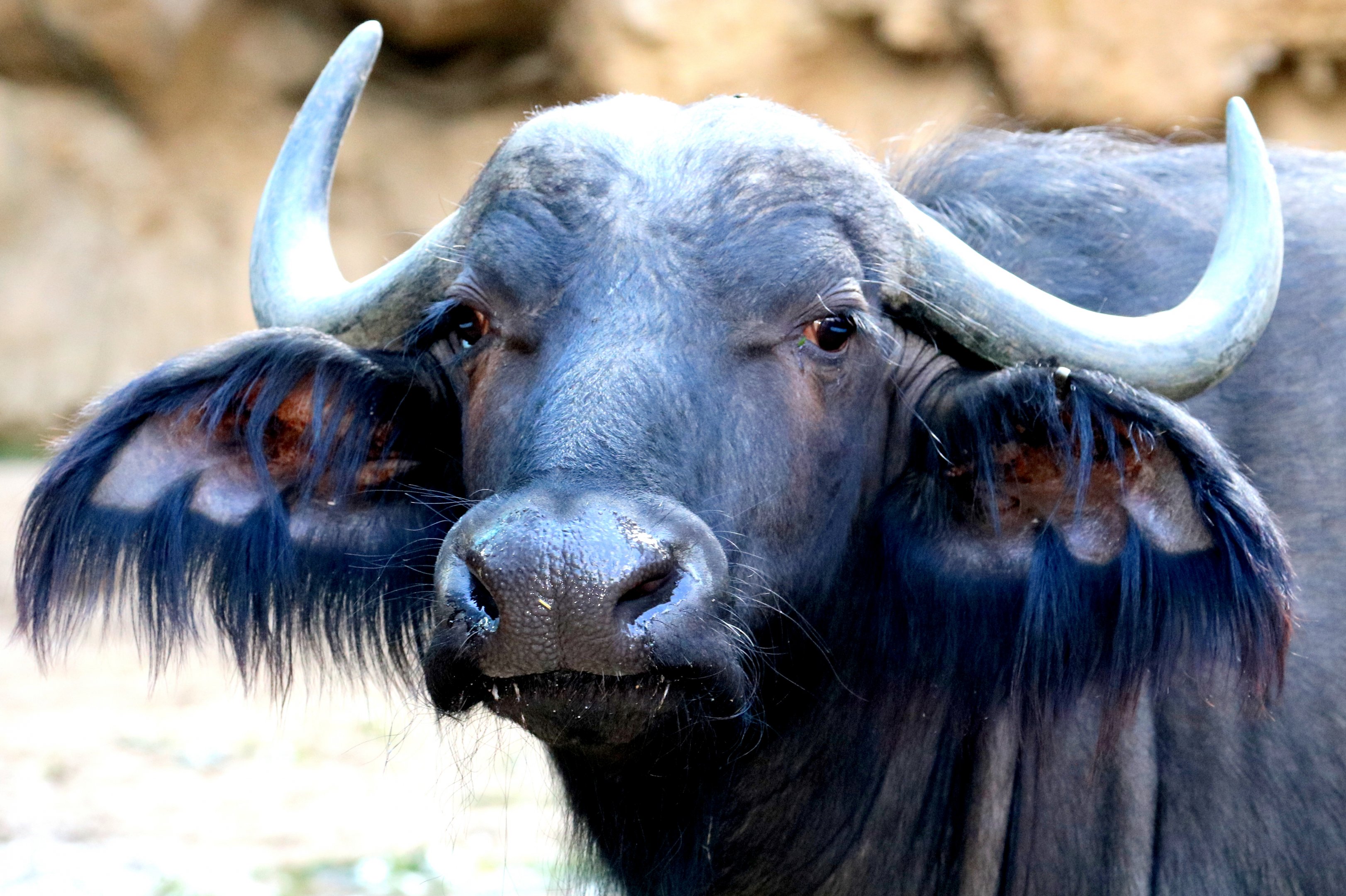 Cape buffalo; Antwerp; 7th September 2018