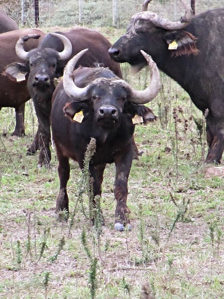 Cape Buffalo at Cape Buffalo Breeding Centre