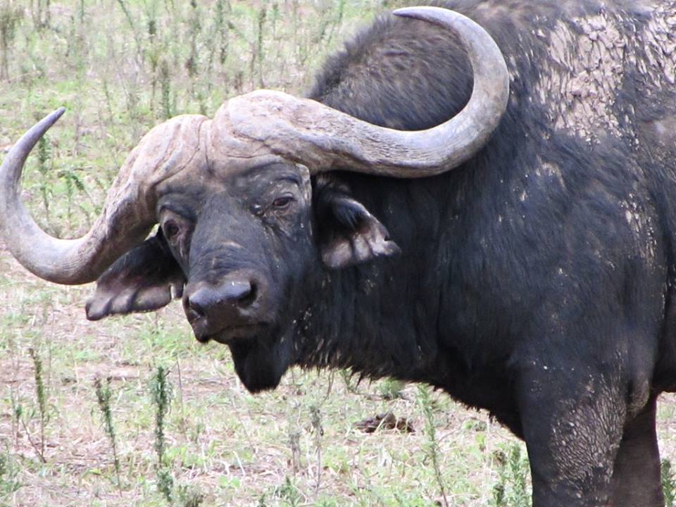 Cape Buffalo at Cape Buffalo Breeding Centre