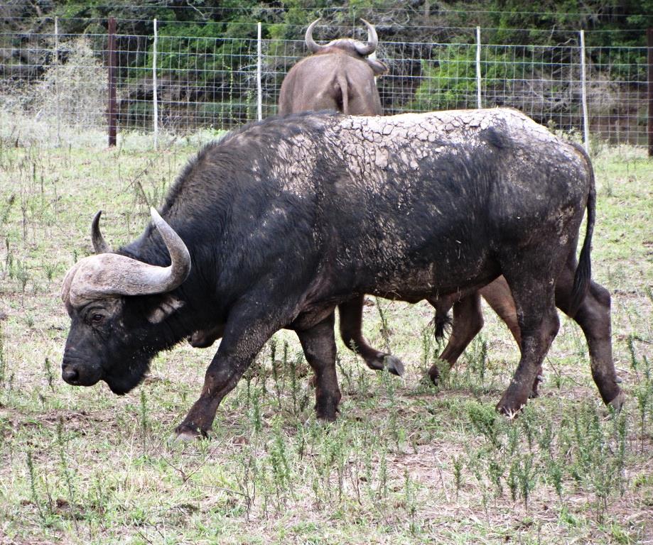 Cape Buffalo at Cape Buffalo Breeding Centre