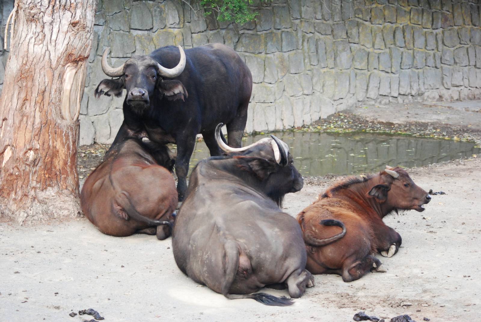 Cape Buffalo at Dvur Kralove, 27/08/12