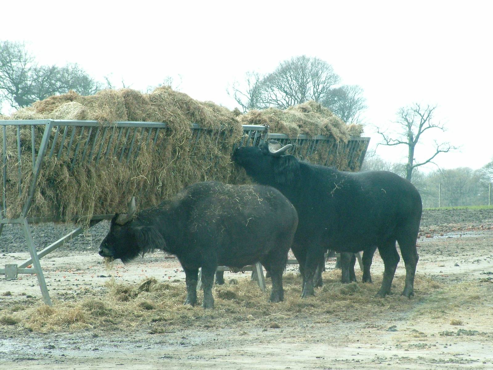 Cape Buffalo at Knowsley 13/04/08