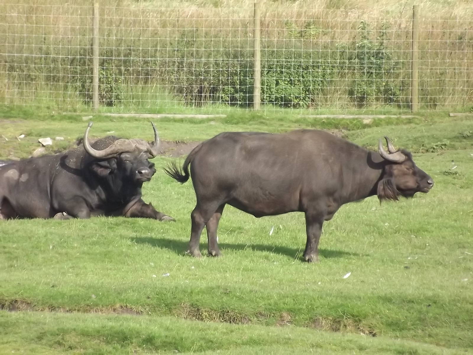 Cape Buffalo at Knowsley Safari Park 08/09/12