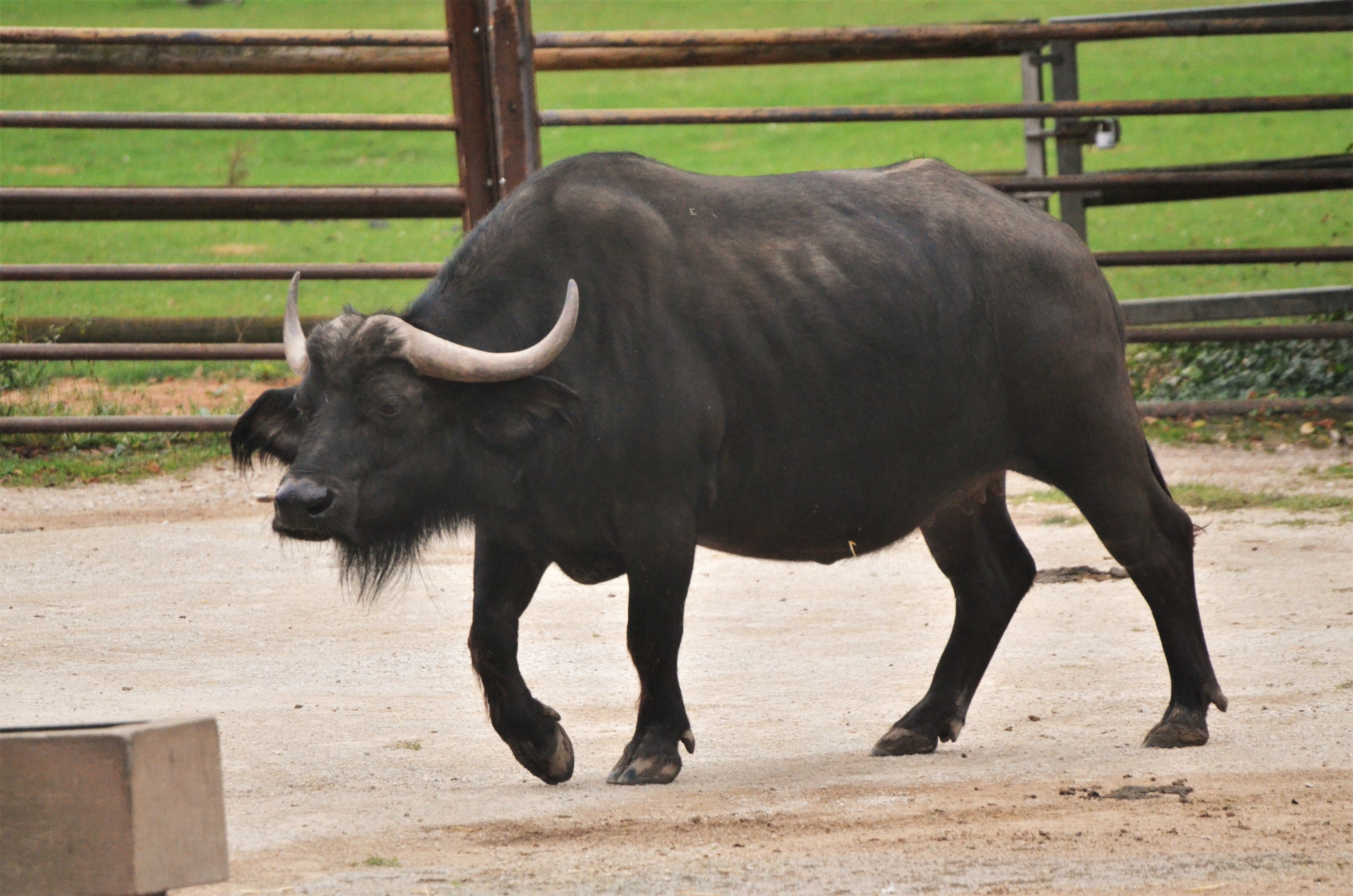 Cape Buffalo at Nuremberg, 08/09/19