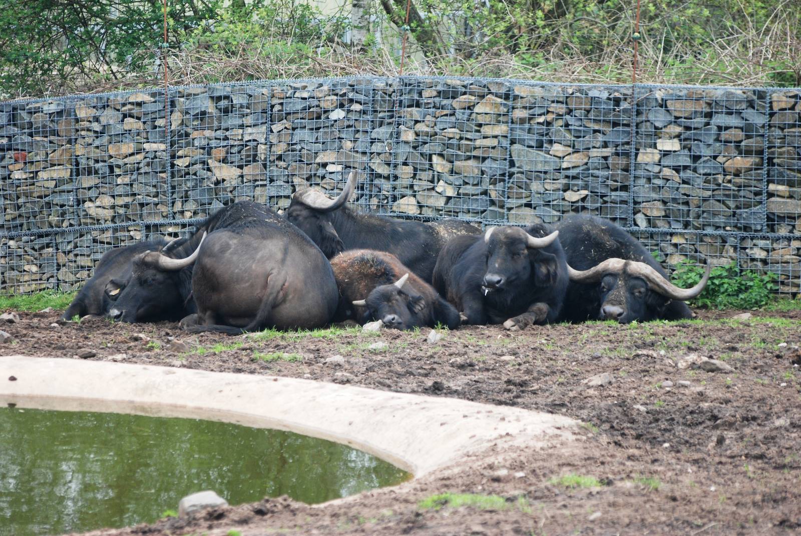 Cape Buffalo at West Mids, 05/05/12