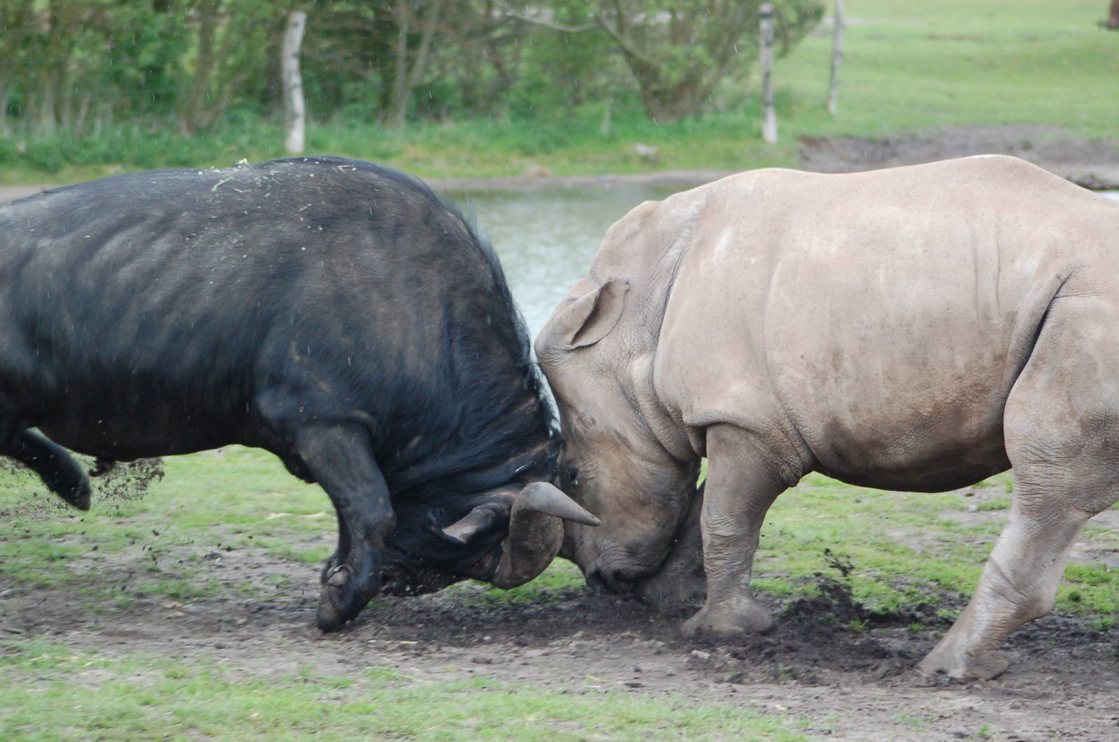 Cape buffalo attacking widelipped rhinoceros
