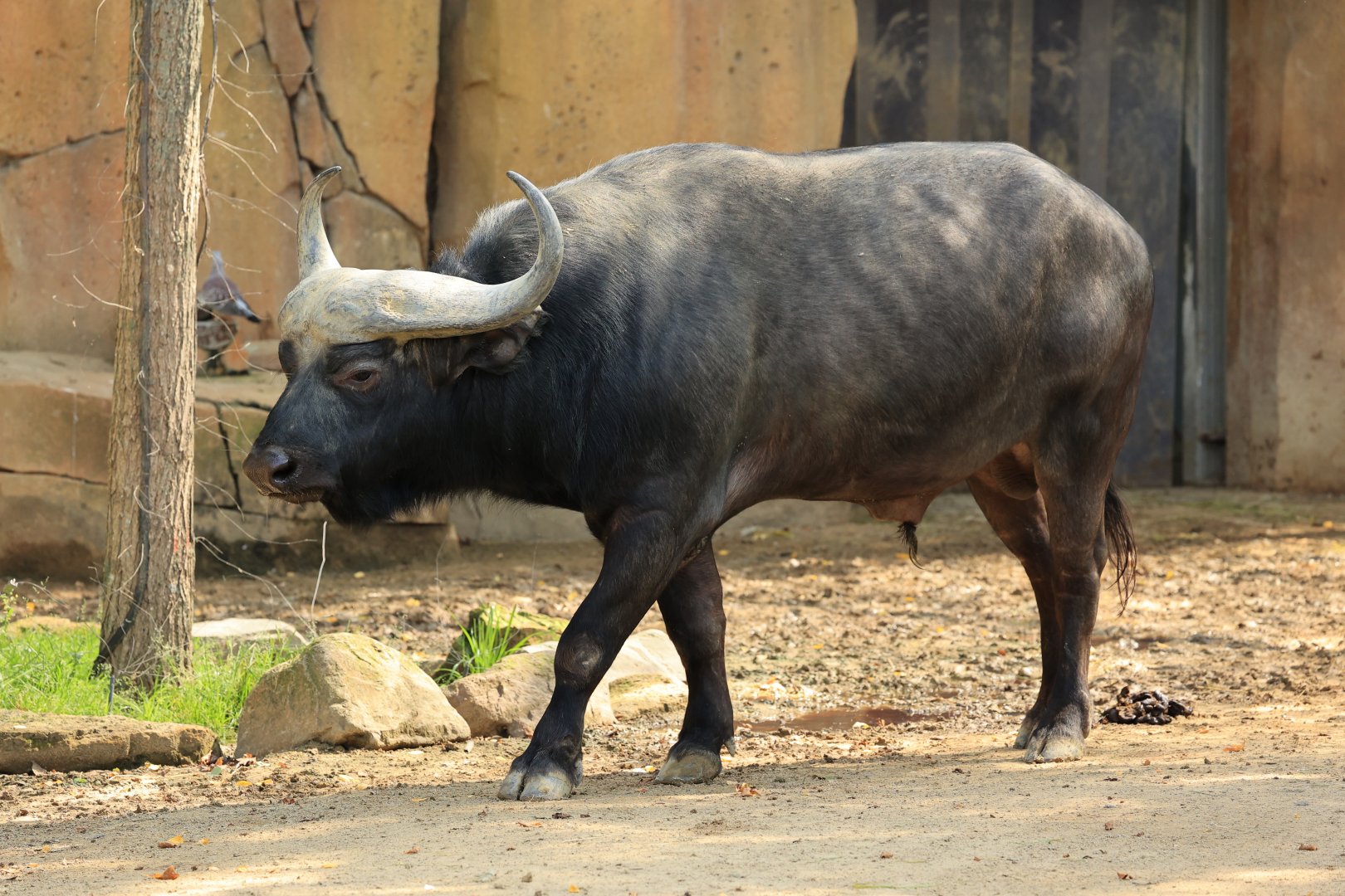 Cape buffalo (August 2021)