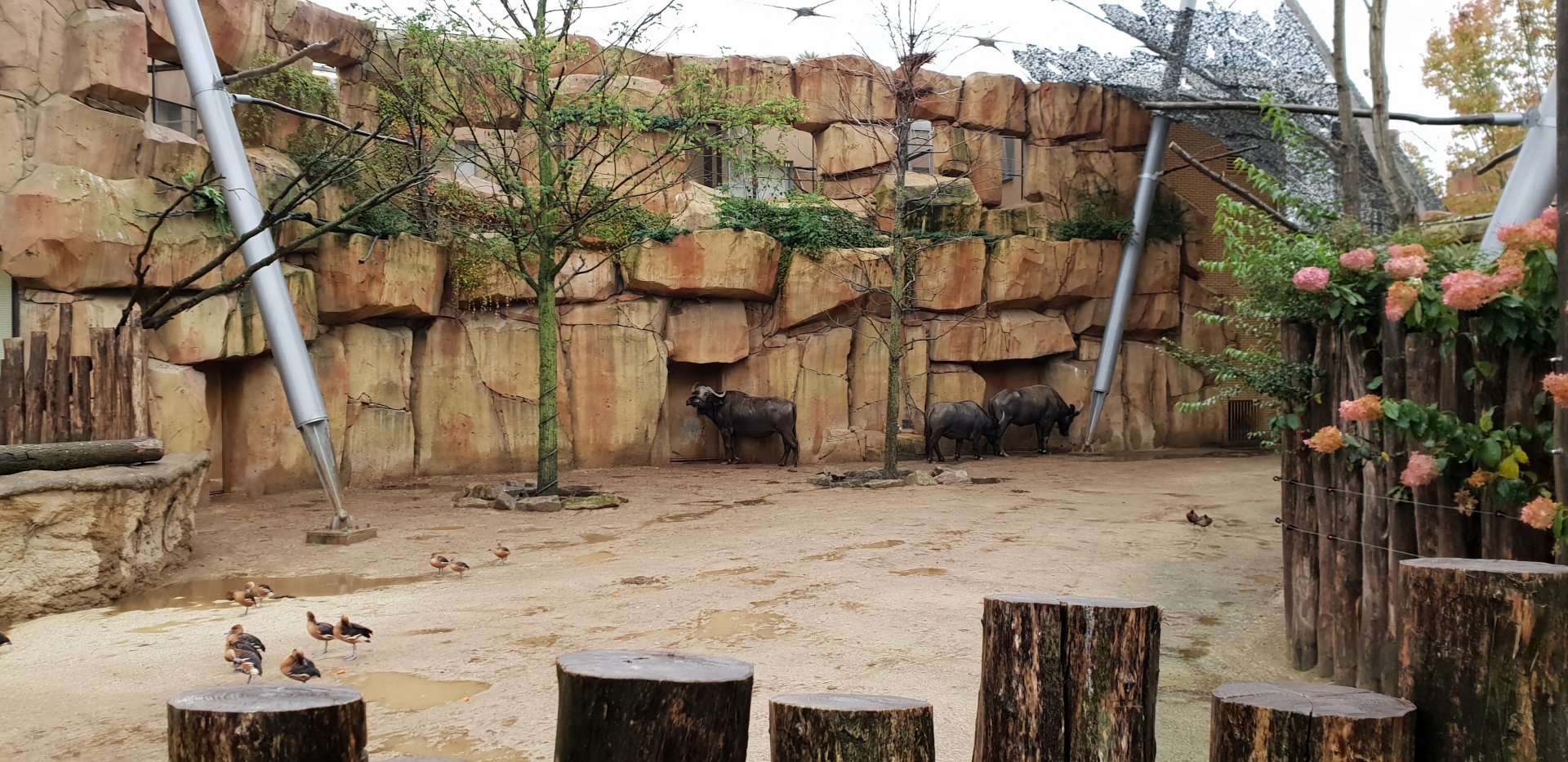 Cape Buffalo Aviary