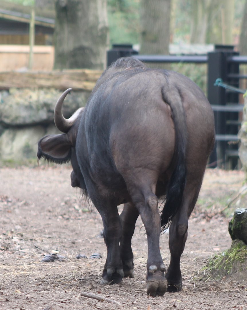 Cape buffalo - backside