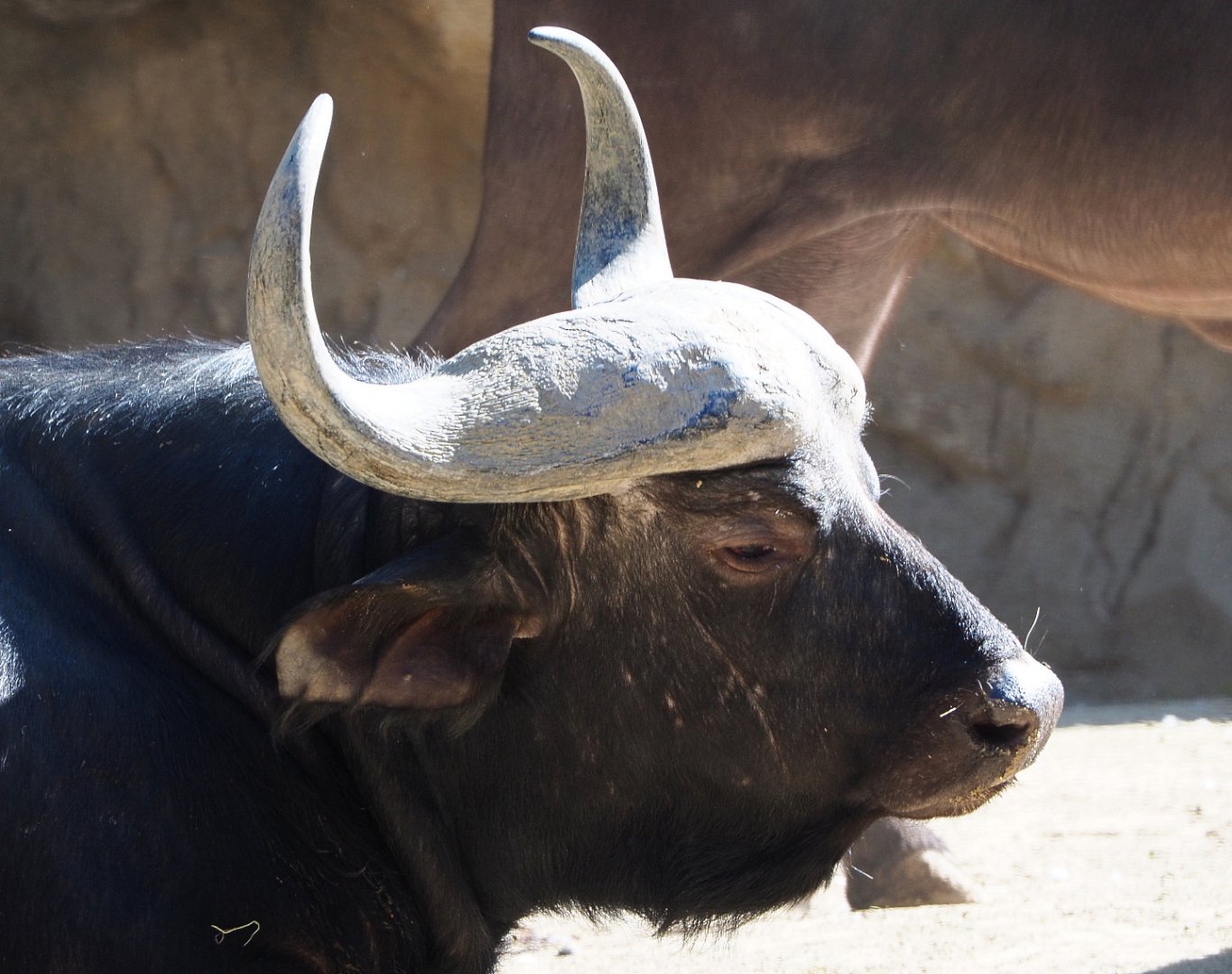 Cape buffalo bull (Syncerus caffer caffer), 2019-09-21