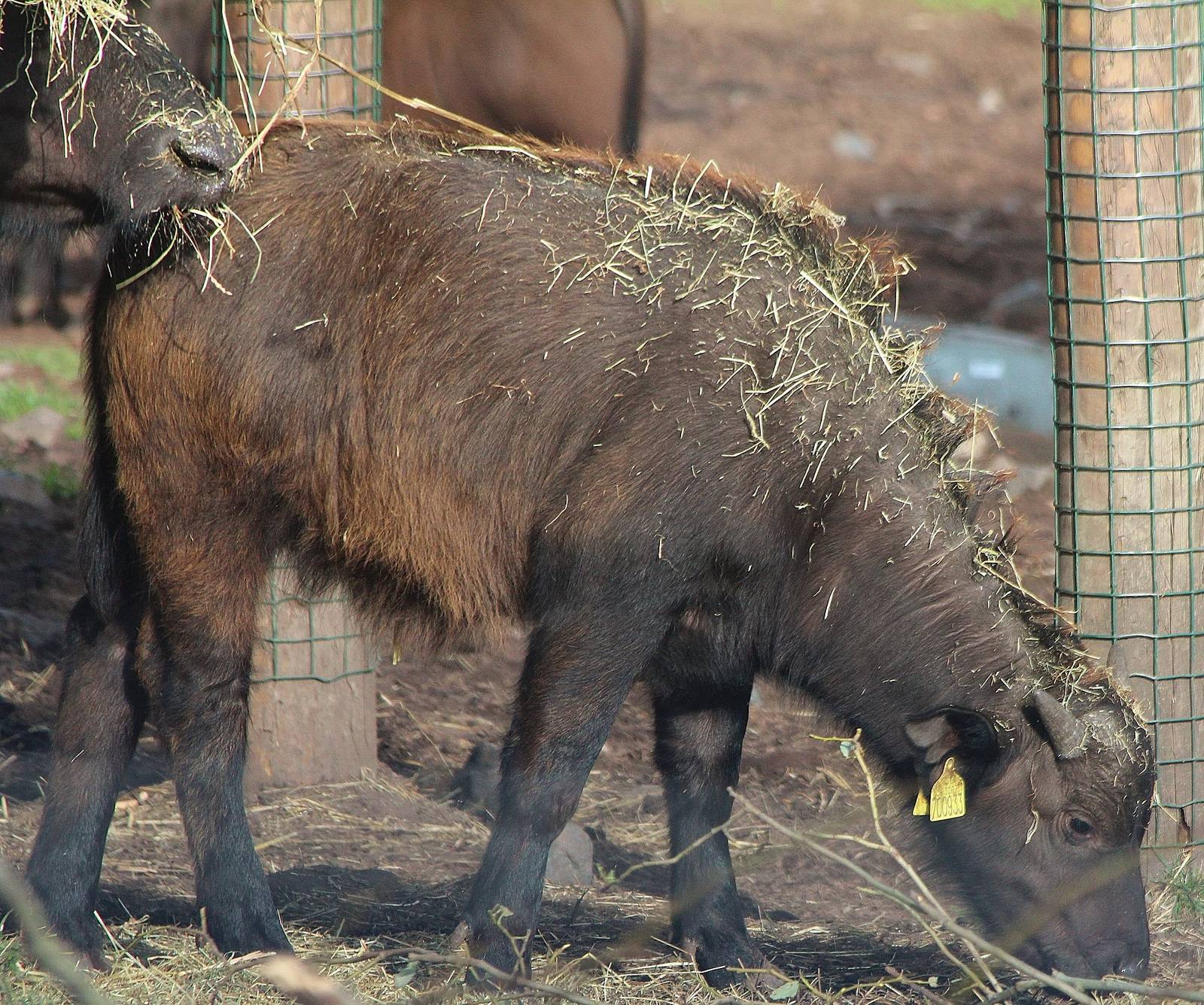 Cape Buffalo calf