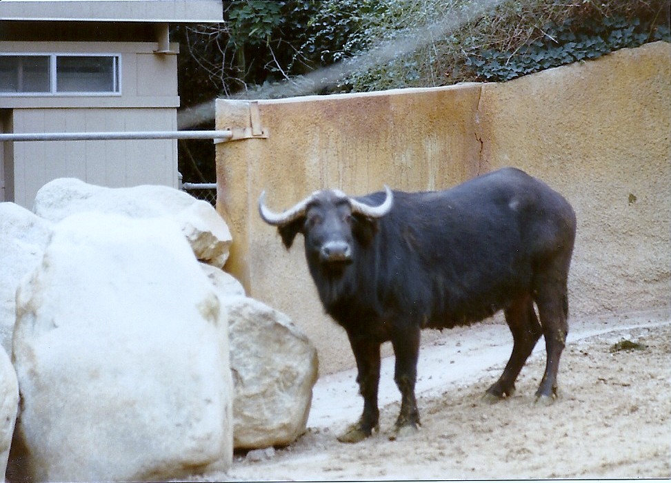 Cape Buffalo - Circa 1980