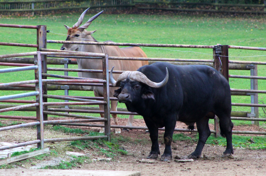 Cape Buffalo & Common Eland