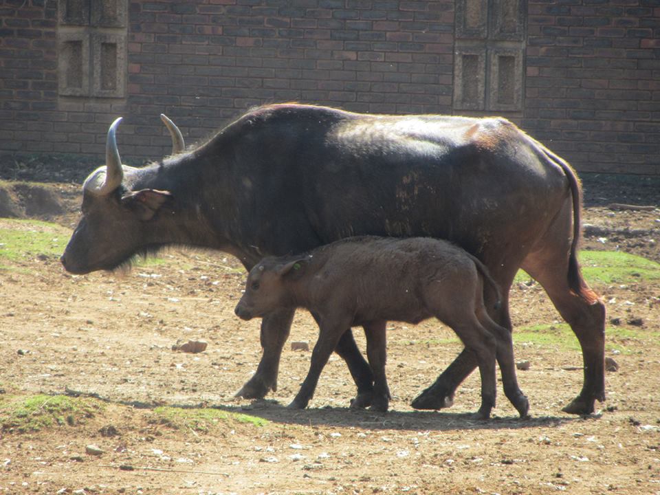 Cape Buffalo Cow and Calf