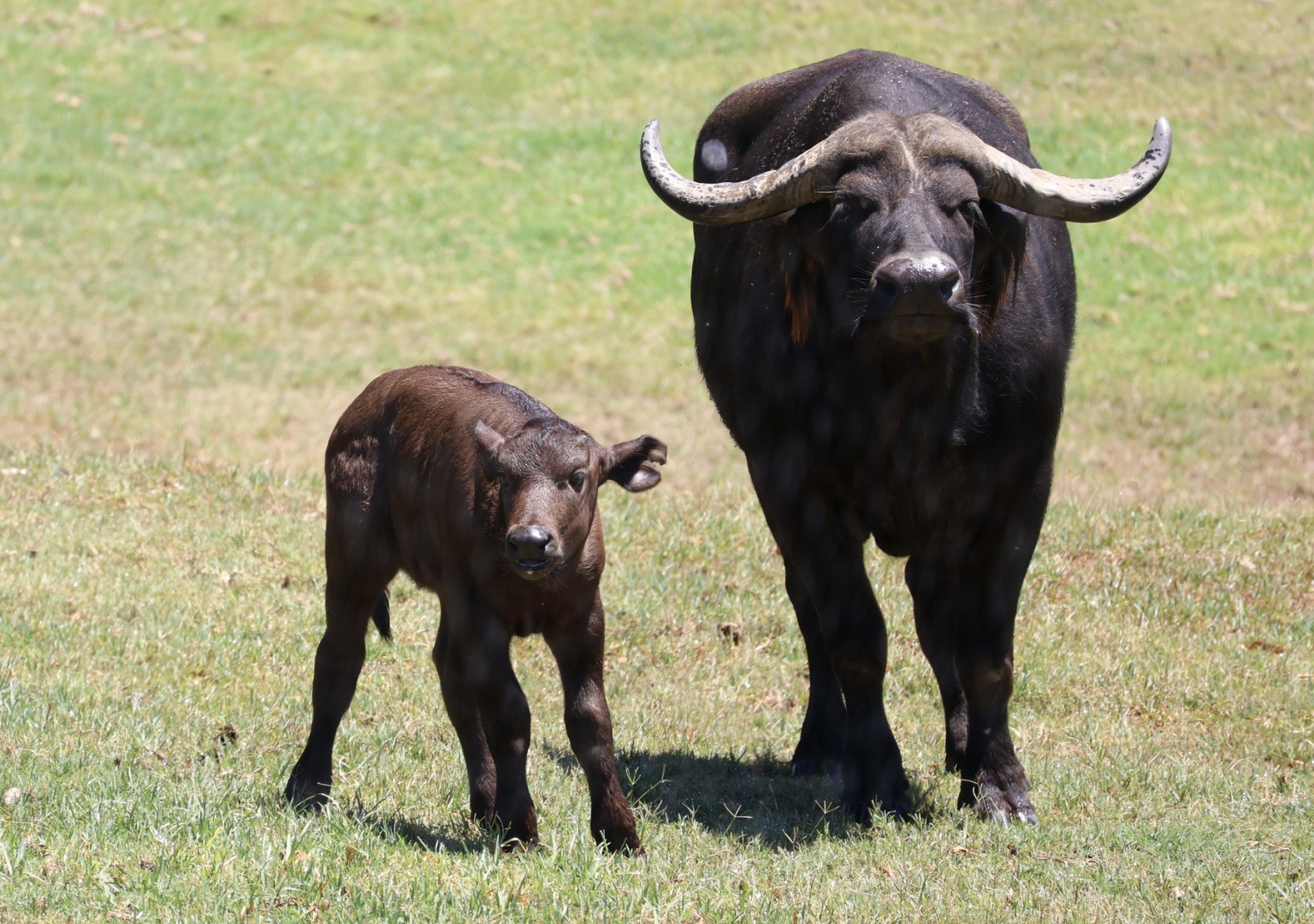 Cape Buffalo Cow and Calf