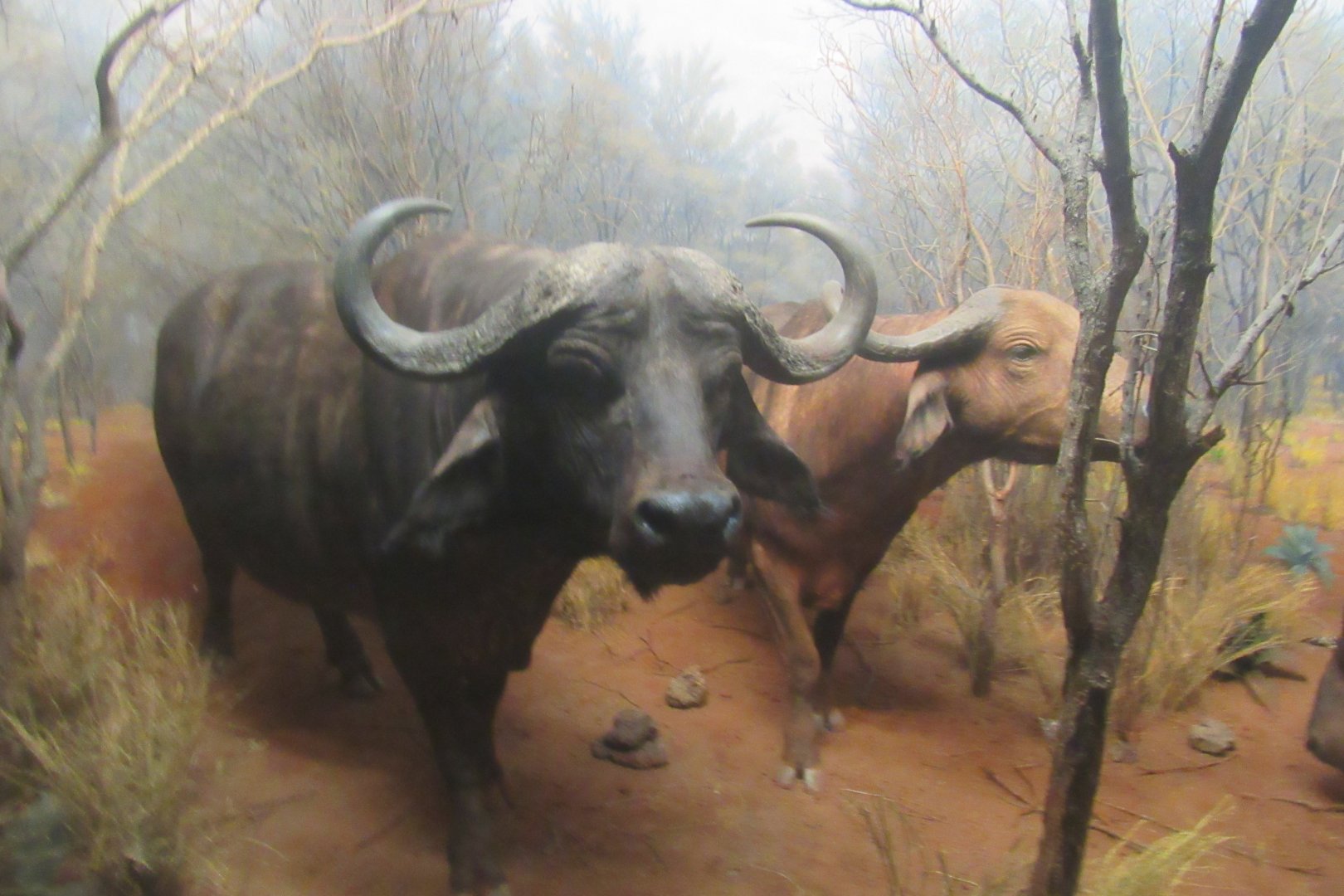 cape buffalo diorama