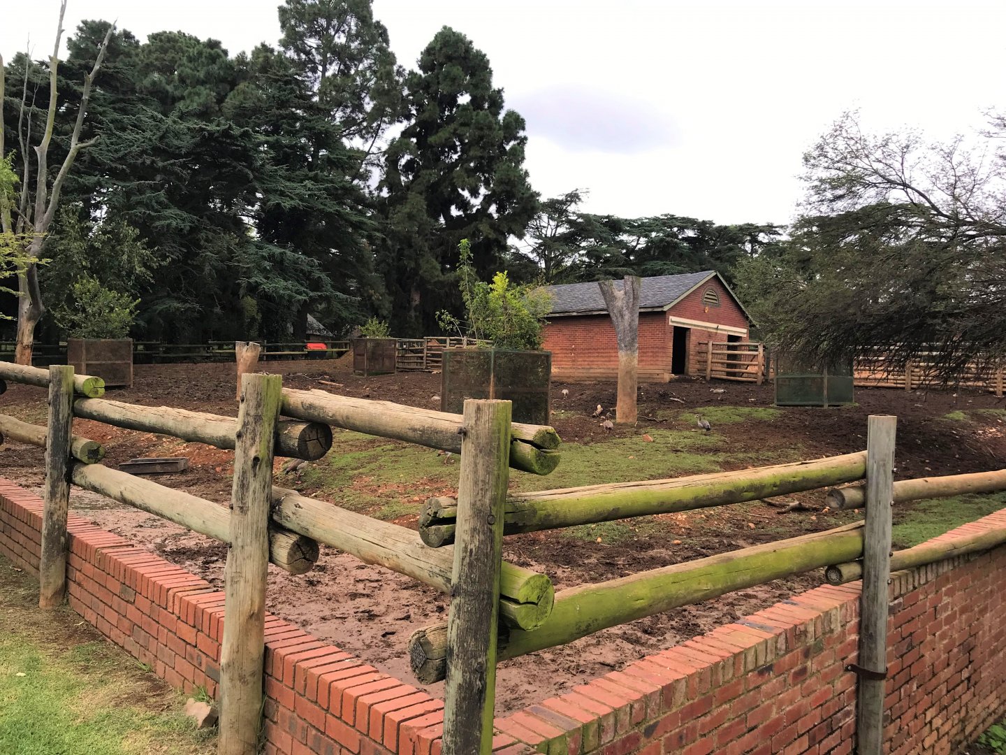 Cape Buffalo Enclosure (Syncerus caffer)