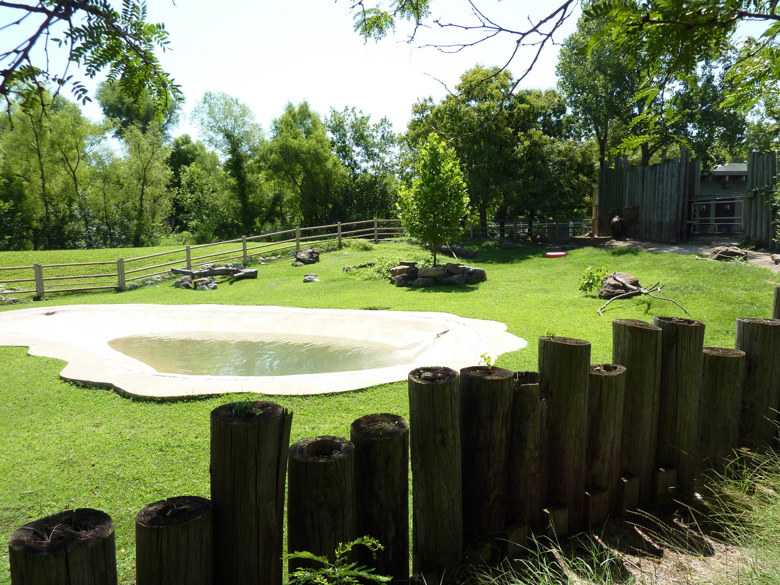 Cape Buffalo Enclosure