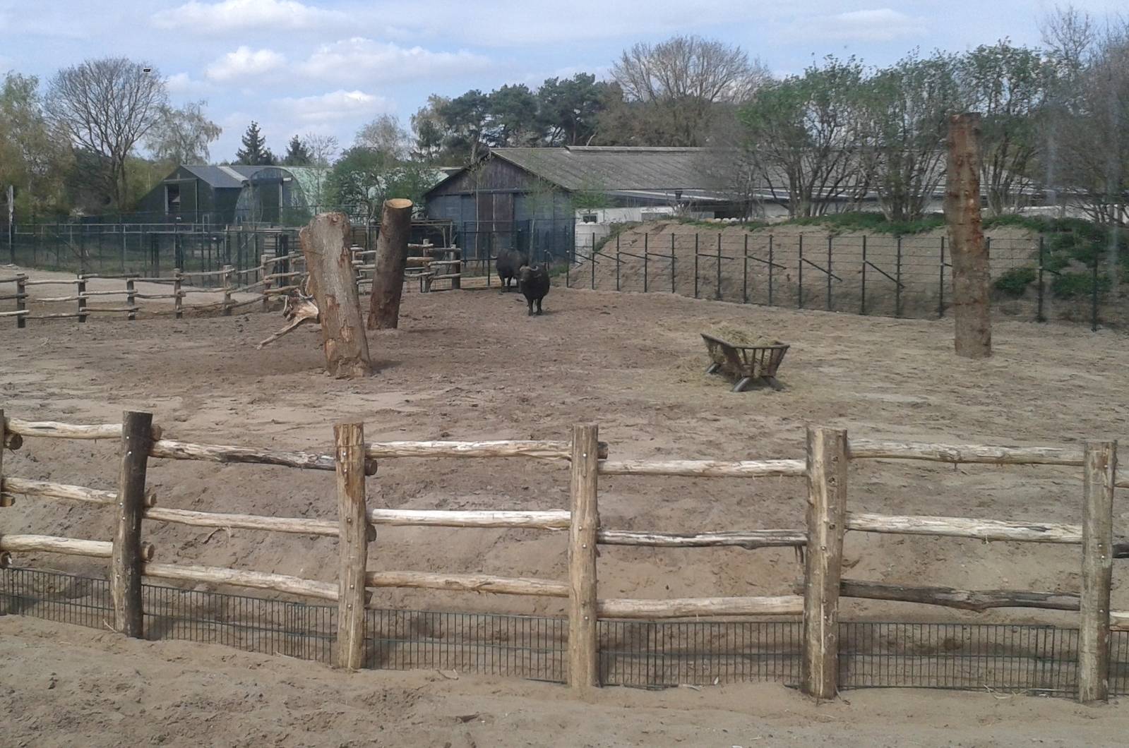 Cape buffalo enclosure