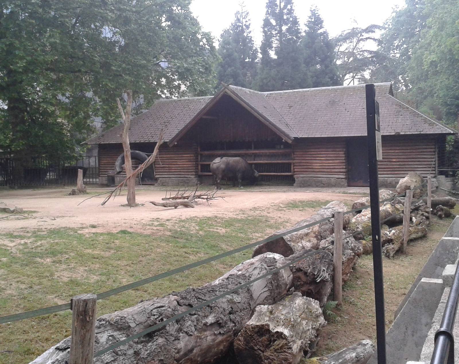 Cape buffalo enclosure