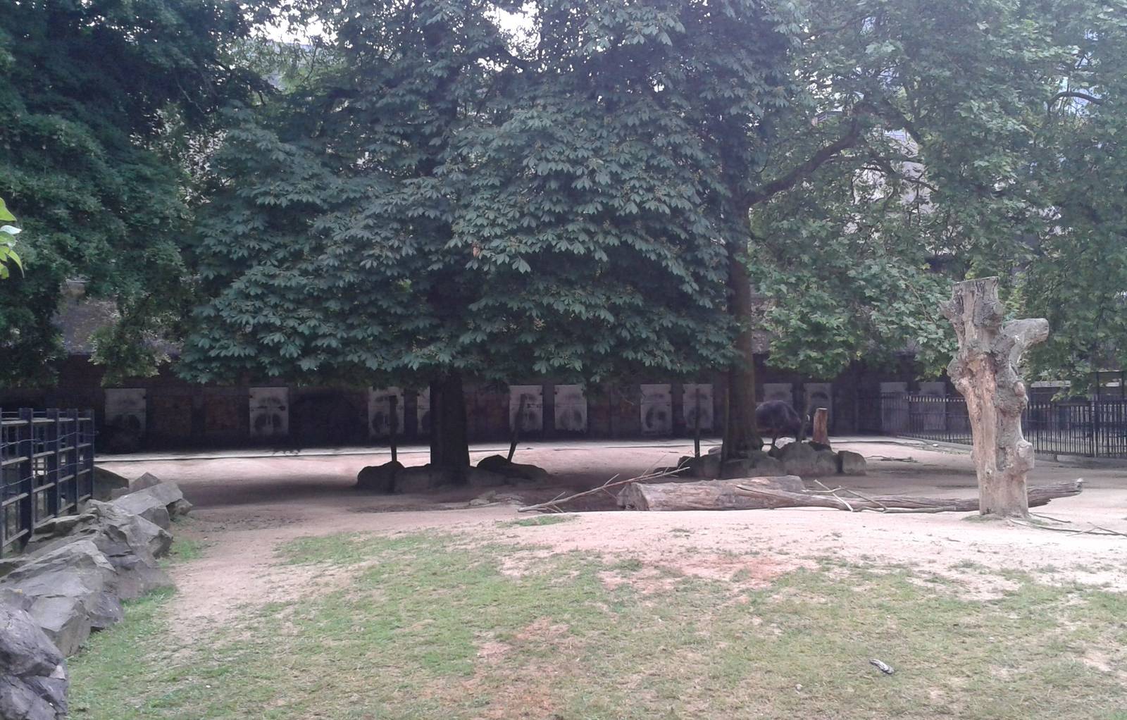 Cape buffalo enclosure