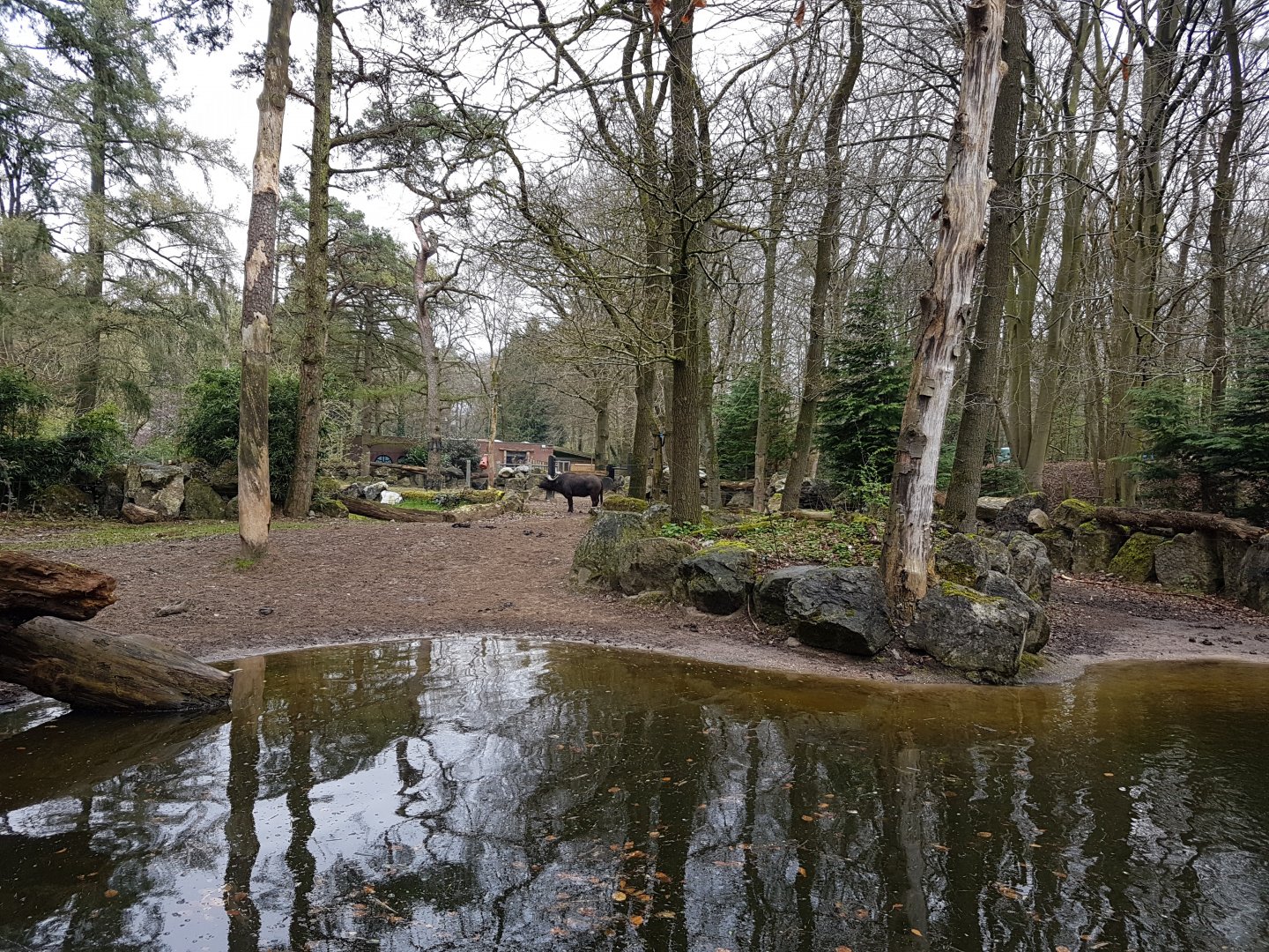 Cape buffalo-enclosure